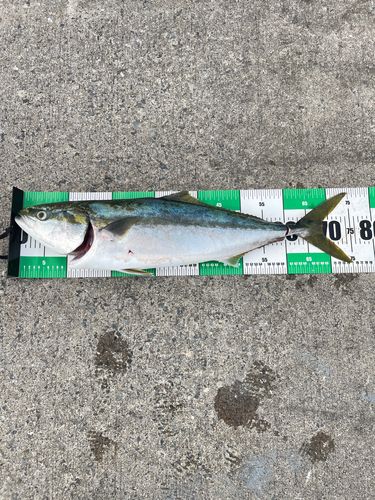 イナダの釣果