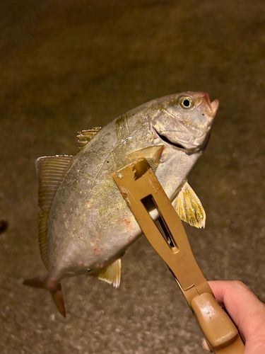 ショゴの釣果