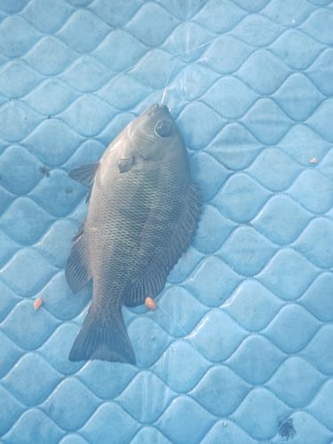 グレの釣果