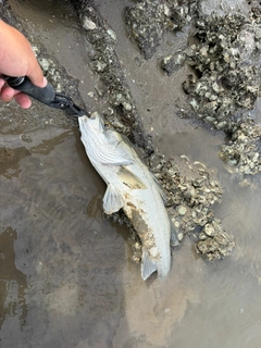 スズキの釣果
