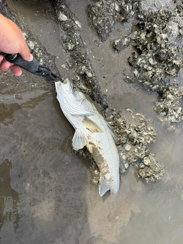 スズキの釣果
