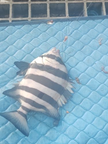 イシダイの釣果