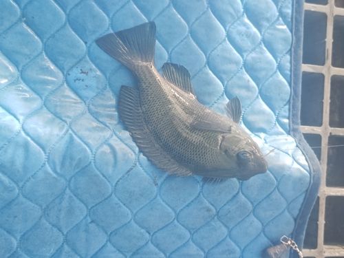 グレの釣果