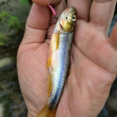 カワムツの釣果