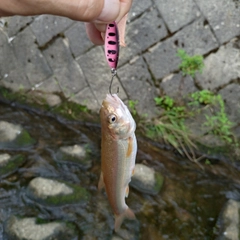 ウグイの釣果