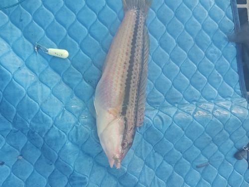 キュウセンの釣果
