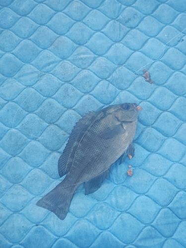 グレの釣果