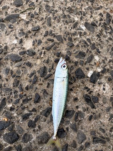 サバの釣果