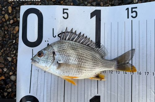 キビレの釣果