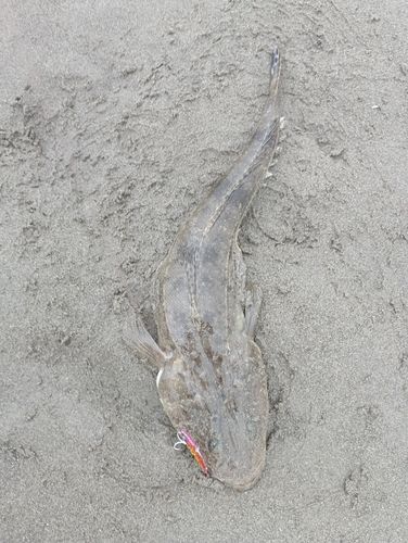 マゴチの釣果