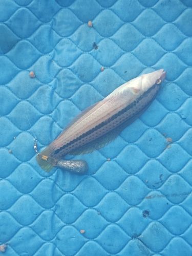 キュウセンの釣果