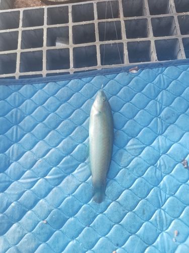 ホンベラの釣果