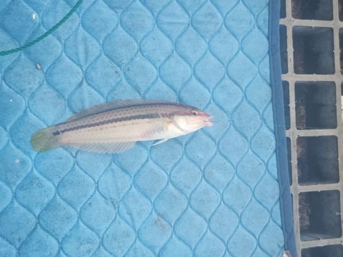 キュウセンの釣果
