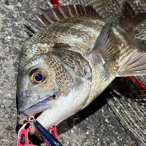 チヌの釣果