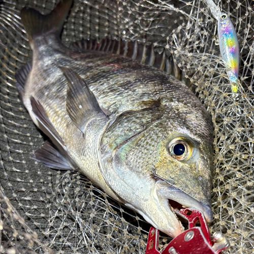 チヌの釣果