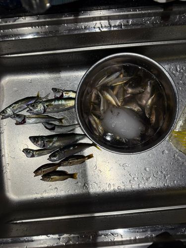サバの釣果