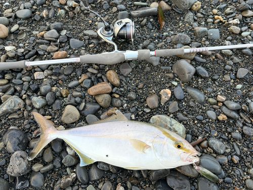 ショゴの釣果