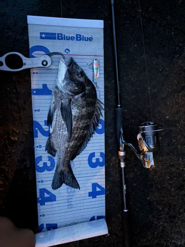 クロダイの釣果