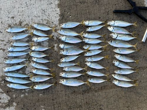 アジの釣果