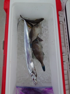 タチウオの釣果
