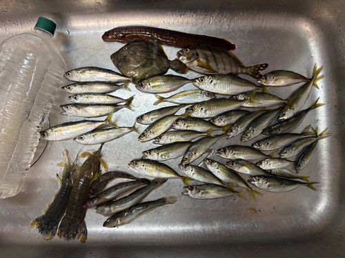 アジの釣果