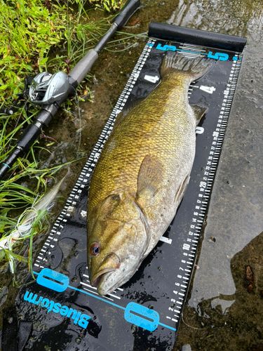 スモールマウスバスの釣果