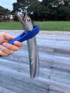 タチウオの釣果