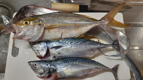 スマガツオの釣果