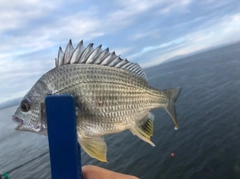 キビレの釣果