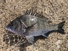 バリの釣果