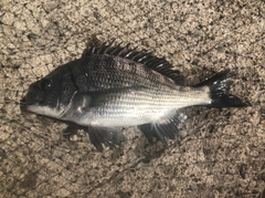 シロギスの釣果