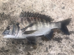ボラの釣果