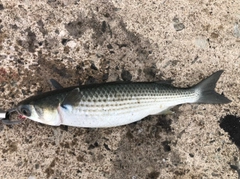 ボラの釣果