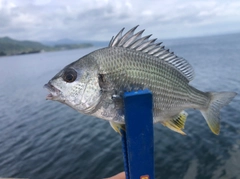シロギスの釣果