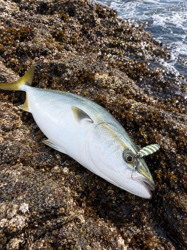 イナダの釣果