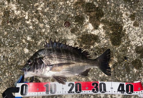 クロダイの釣果