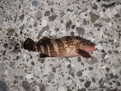 キジハタの釣果