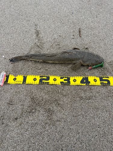 マゴチの釣果
