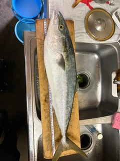 ブリの釣果