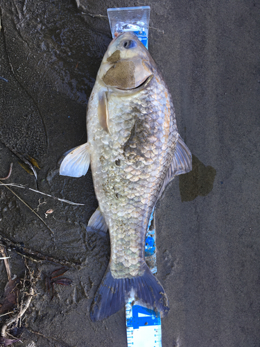 フナの釣果