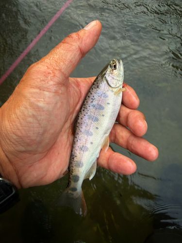 ヤマメの釣果