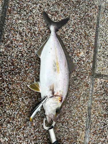 ショゴの釣果