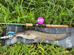 ナマズの釣果