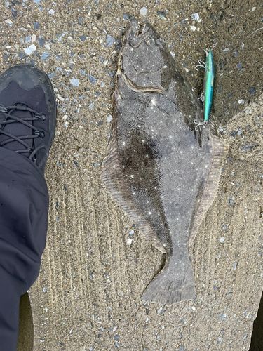 ヒラメの釣果
