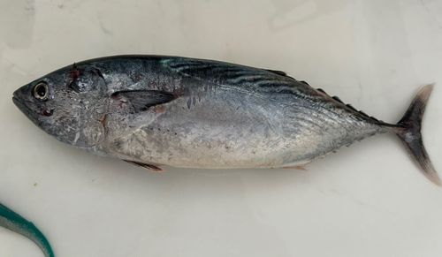 スマガツオの釣果