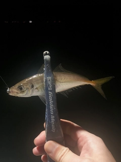 マアジの釣果