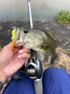 ブラックバスの釣果