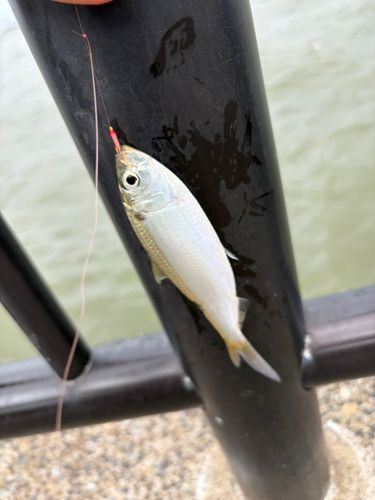 サッパの釣果