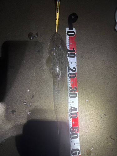 マゴチの釣果