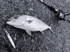 カンパチの釣果
